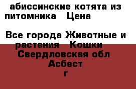 абиссинские котята из питомника › Цена ­ 15 000 - Все города Животные и растения » Кошки   . Свердловская обл.,Асбест г.